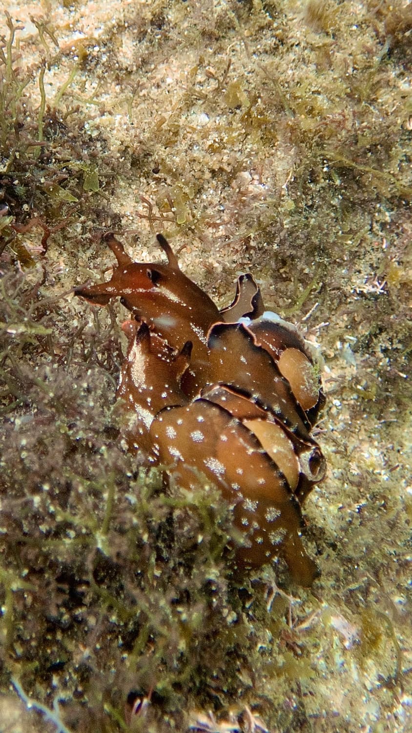 올림푸스 tg5 상품이미지9