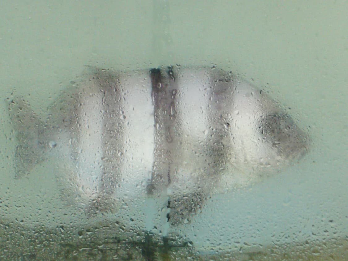 [바로사용가능] 파나소닉 루믹스 DMC LS2 실버 빈티지 디카 상품이미지10