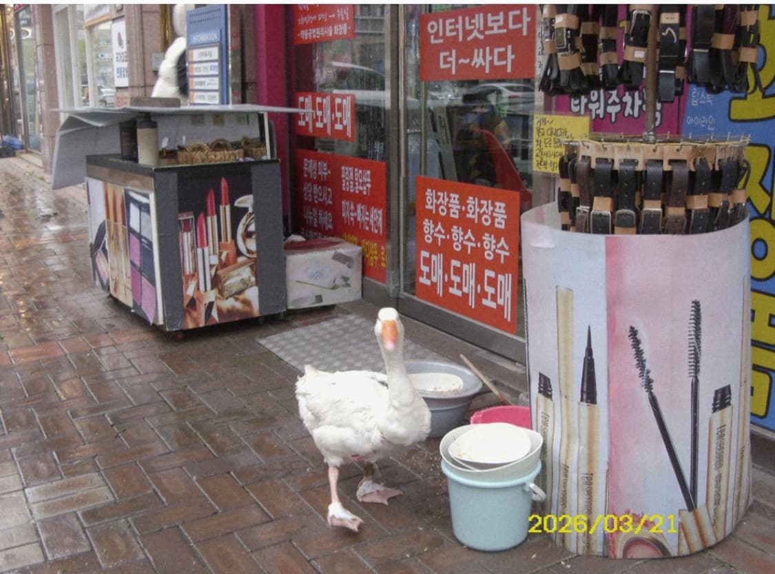 삼성 S85 디지털카메라 상품이미지10