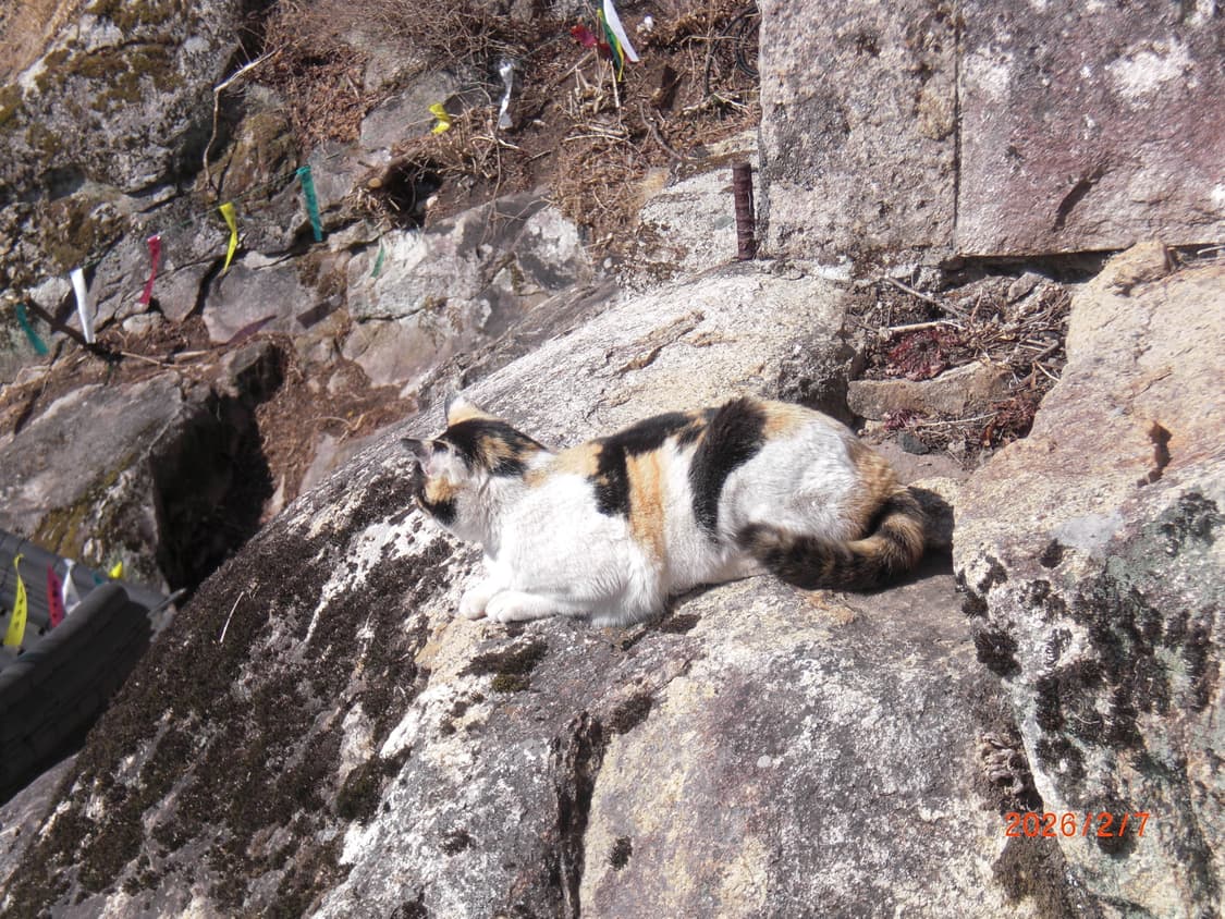 카시오 엑슬림 EX-85 딸기우유색(상태좋음,작례O) 상품이미지7