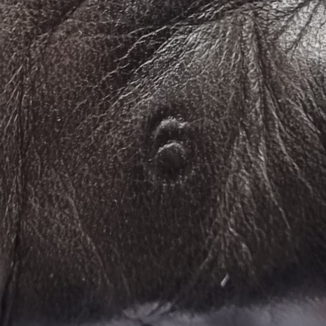 랑방 뉴트레이너 스니커즈260 상품이미지6