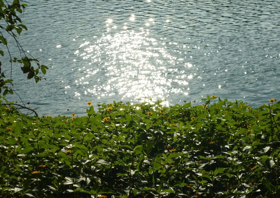 박스상품!) panasonic lumix dmc-s 빈티지 디카 상품이미지10