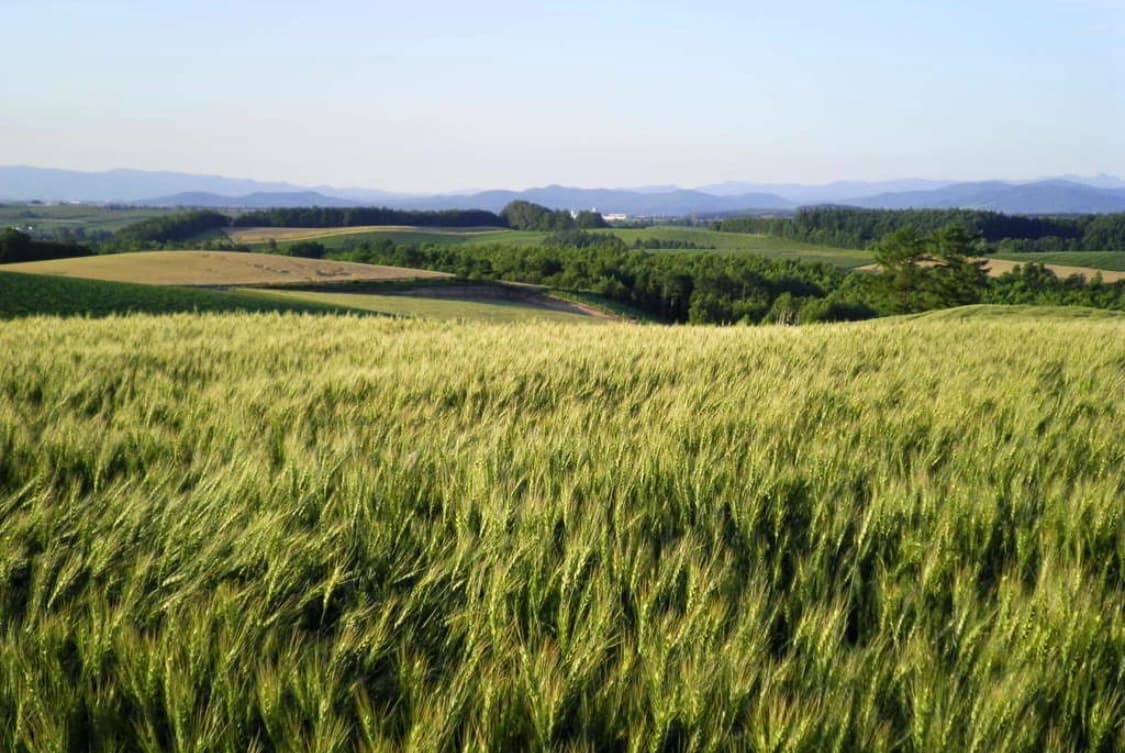 [새상품] 산요 DSC-X1250 상품이미지4