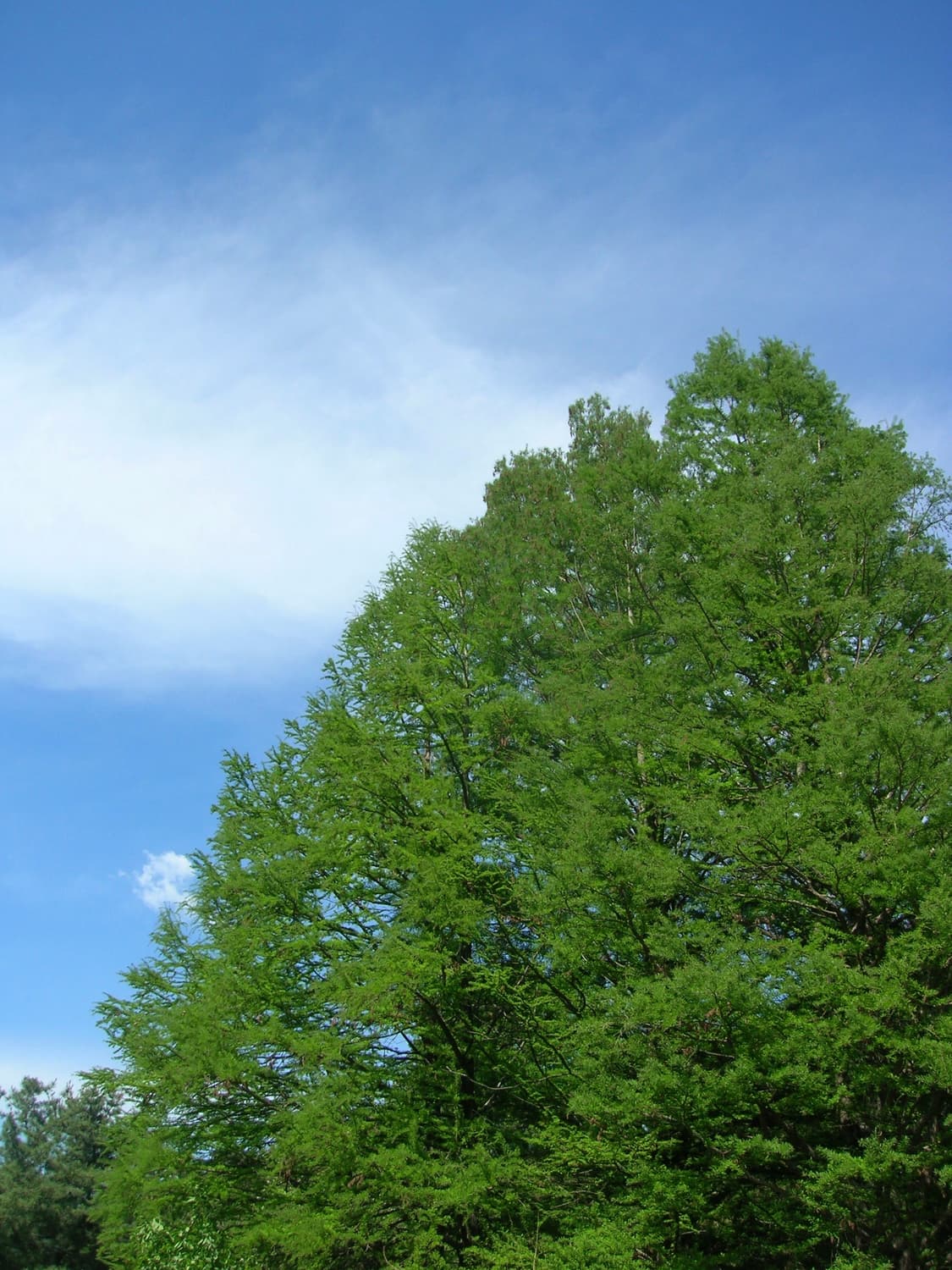 니콘 쿨픽스 5600 블루🩵 상품이미지8