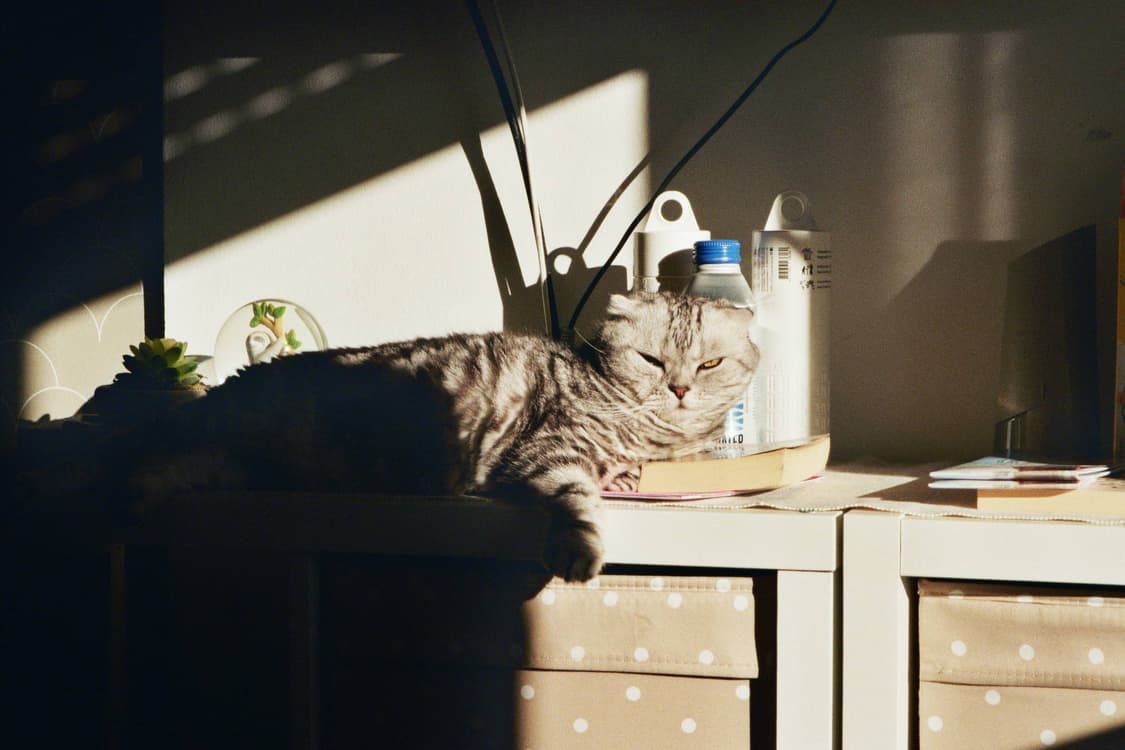 작례O 감성 컴팩트 교세라 줌텍 70 필름카메라 빈티지 필카 상품이미지5