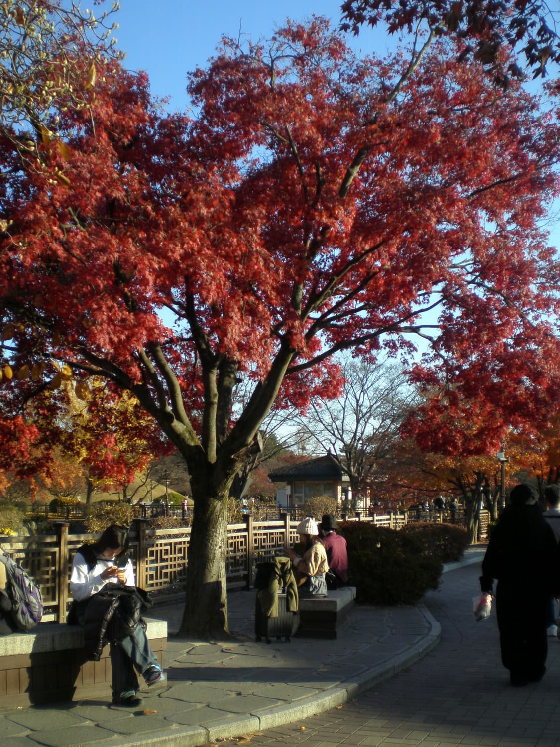 빈티지 디카 삼성 케녹스 s600 상품이미지8