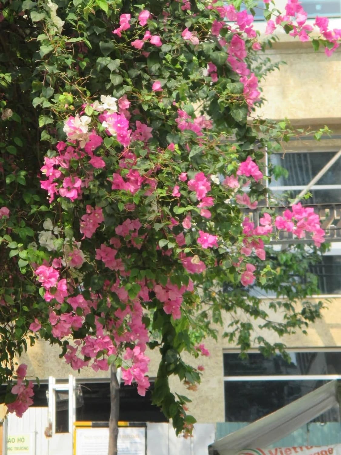 준민트✨ 수지디카 ) 캐논 ixus132 ixy90F / 익서스132 상품이미지4