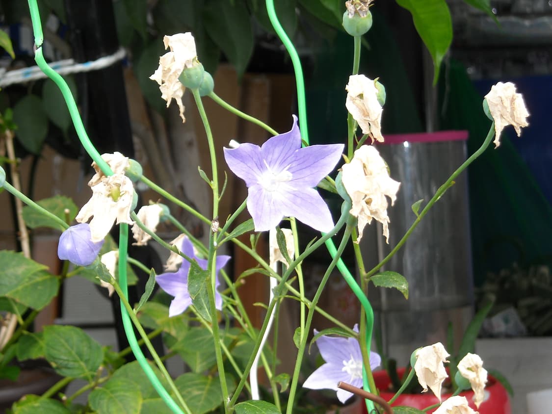 작례⭕️ 니콘 쿨픽스 L16 메탈릭 실버⌚ 빈티지 디카 디지털카메라 상품이미지2