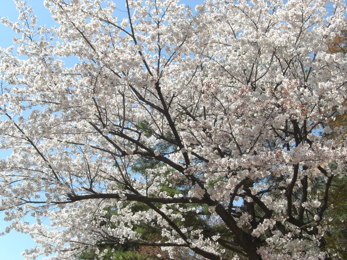 민트급 ) 카시오 엑슬림 z1080 핑크 상품이미지1