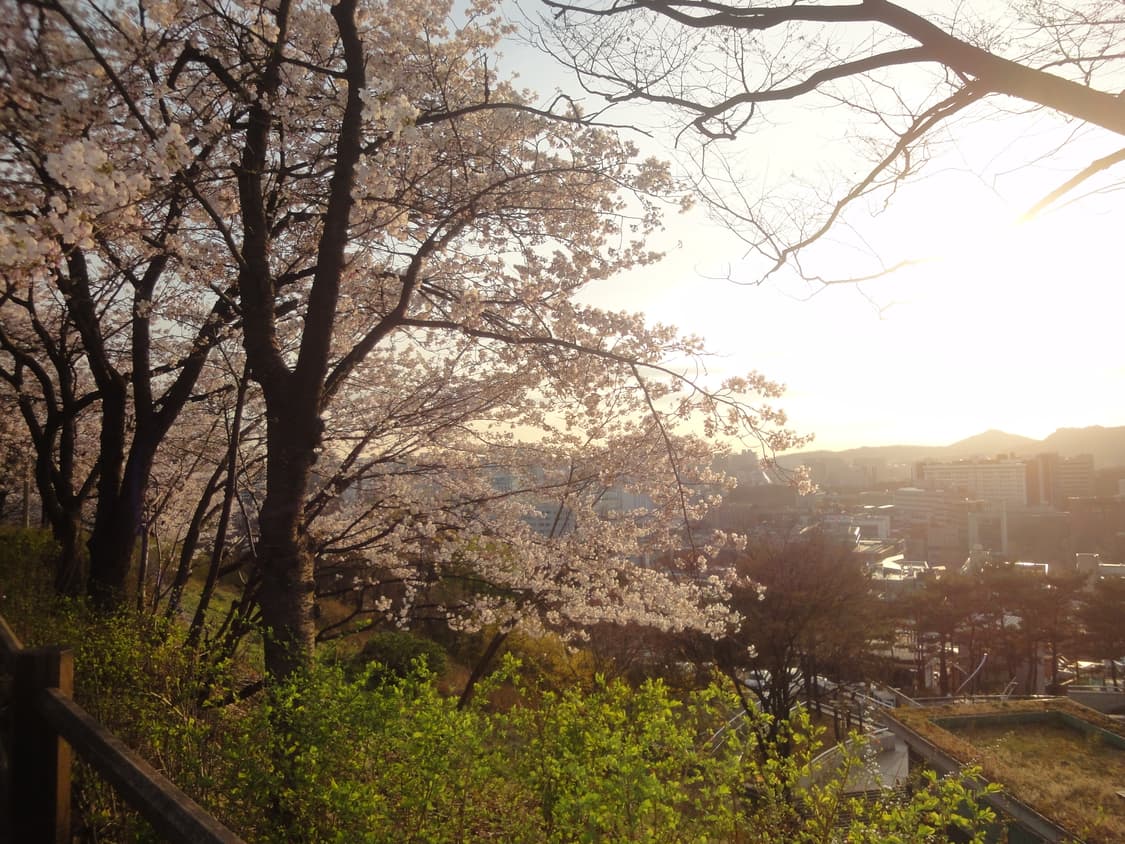 (작례!)Sony Cybershot DSC-WX1디카 상품이미지5