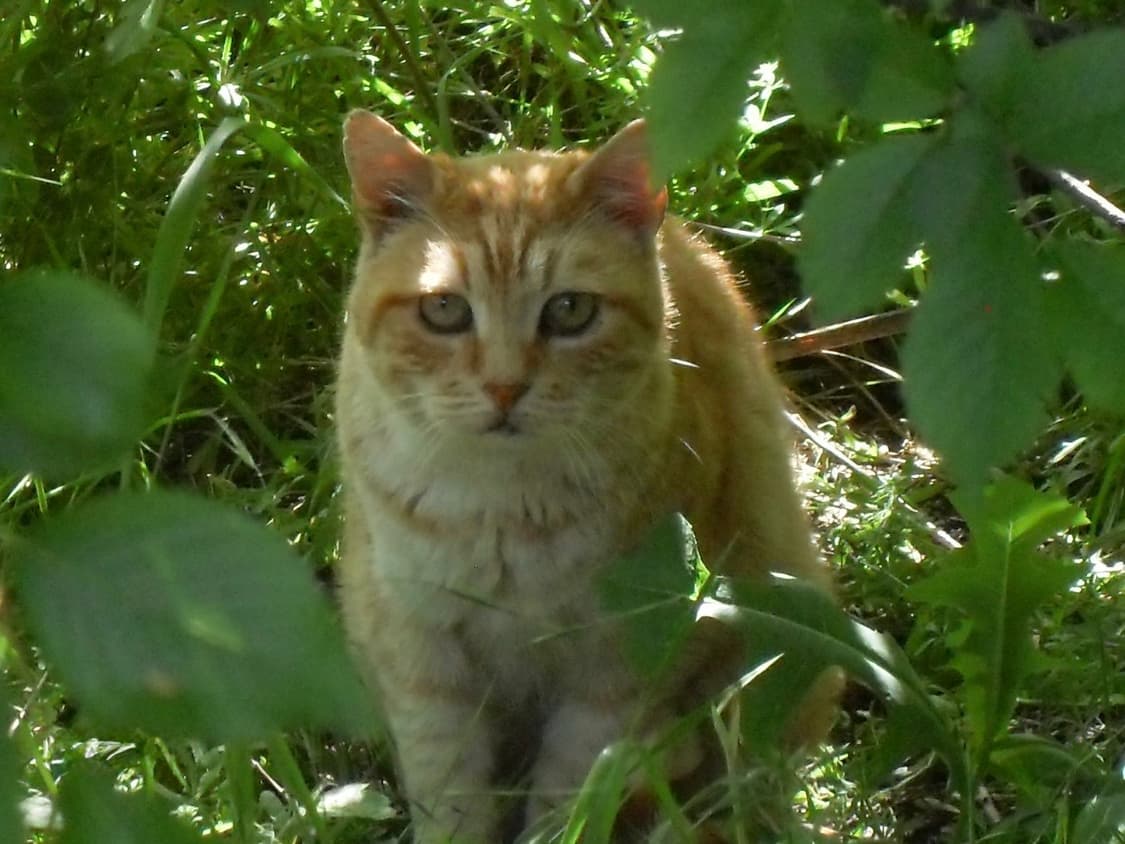 작례/레어!) 삼성 Samsung vluu m110 상품이미지1