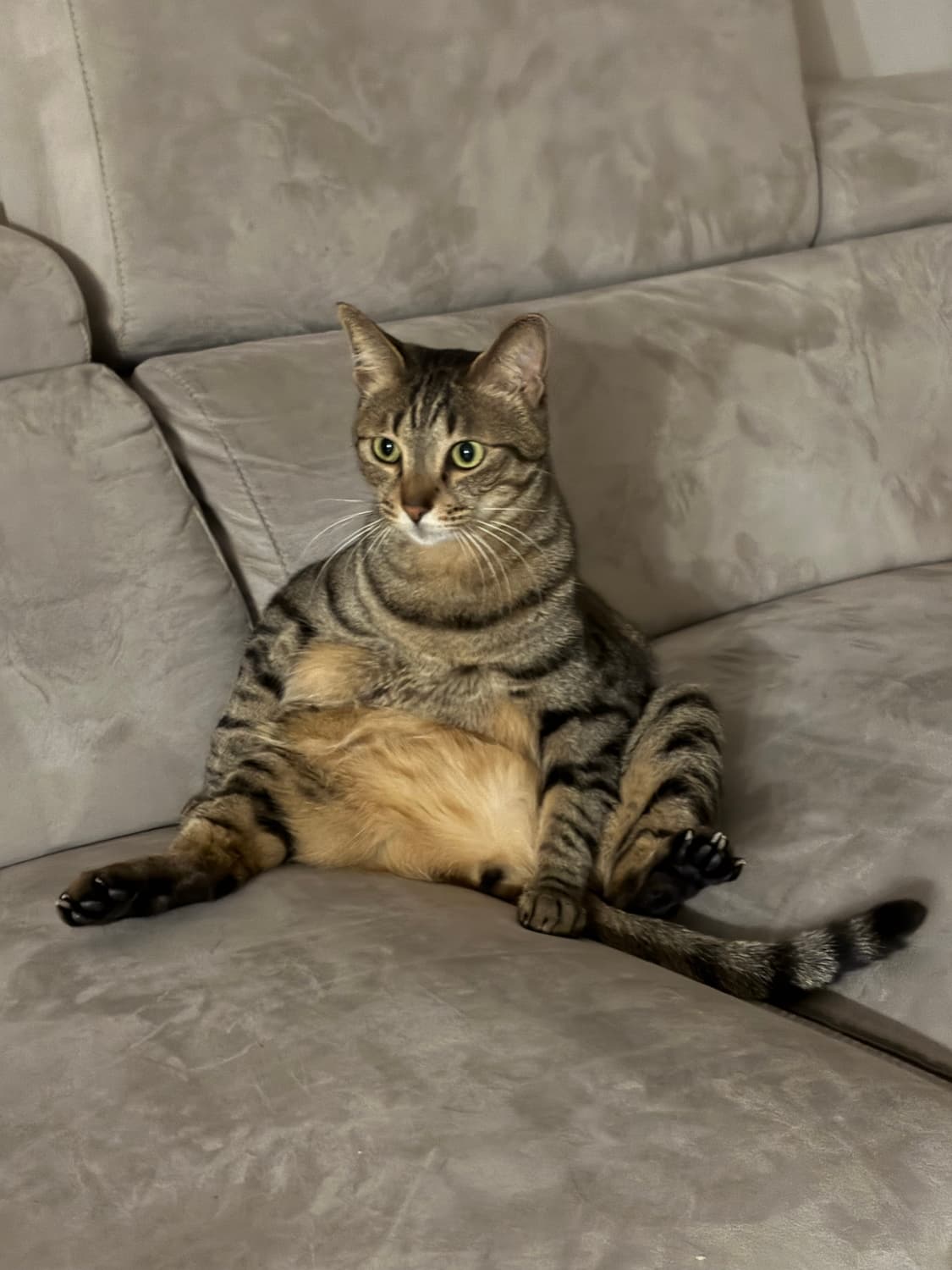 우리집 고양이 상품이미지1