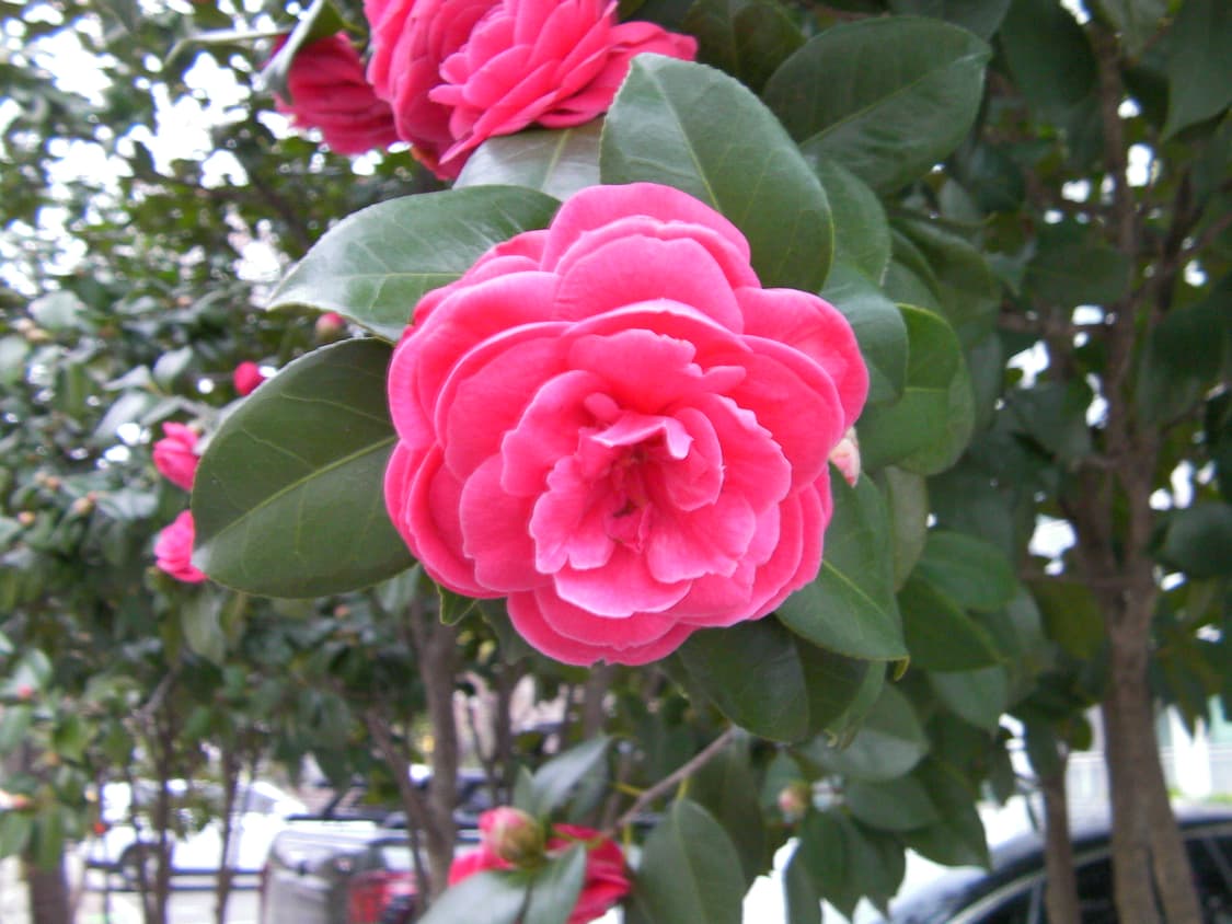 산요 작티 cg9 sanyo xacti cg9 상품이미지9