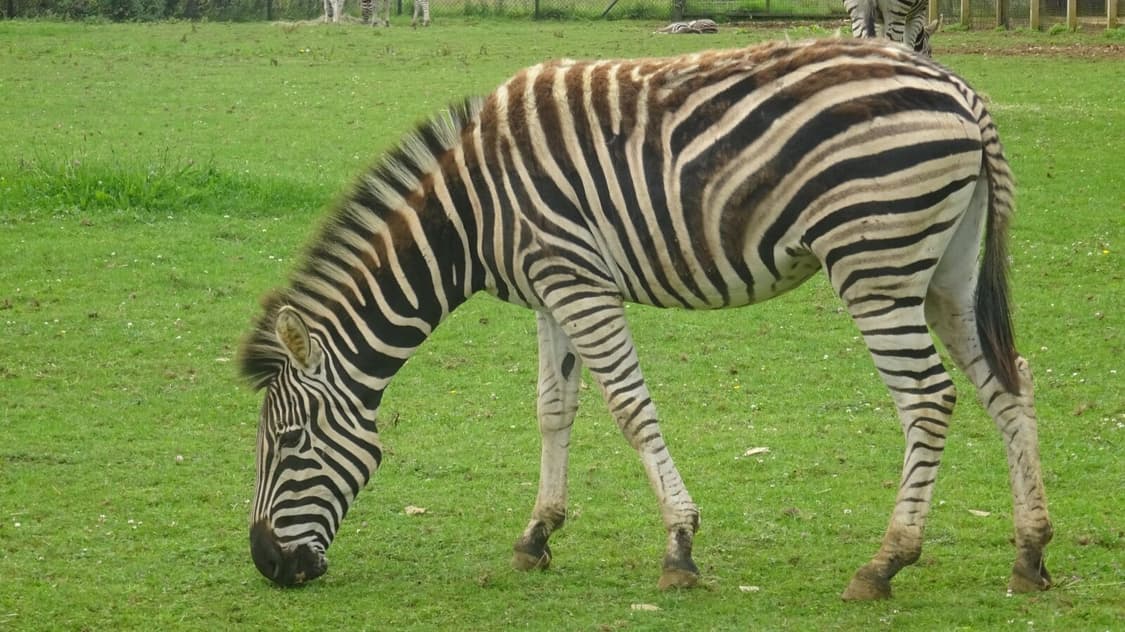 [급전/가격동결] (희귀/경량) 소니 사이버샷 wx350 핑크 상품이미지9