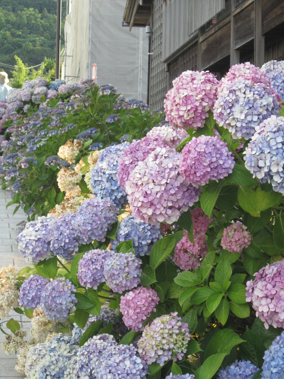 패션모델&강추!) Canon IXUS 850 IS 디카 카메라 상품이미지6