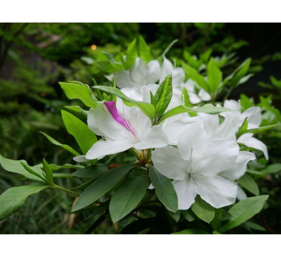 파나소닉 루믹스 GF9 14-42mm 카메라 (작례) 상품이미지9