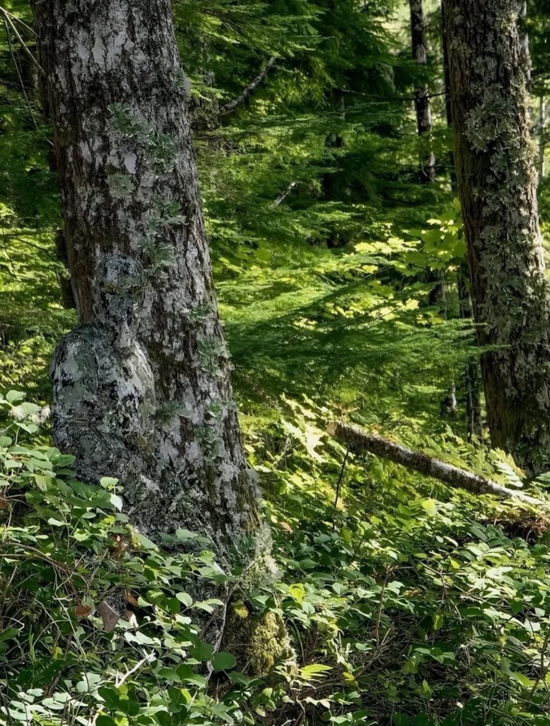 컬럼비아 x PHG collaboration 반집업 상품이미지6