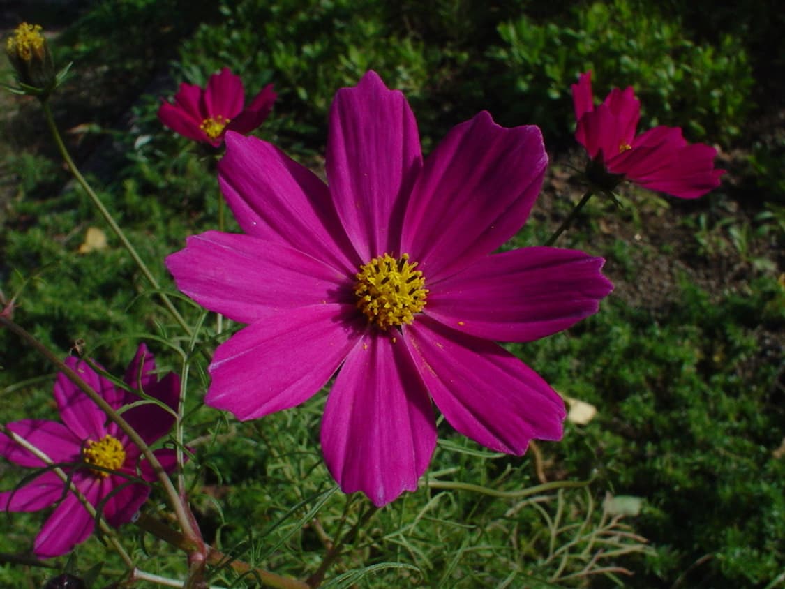 (셀카 가능🤳) 소니 사이버샷 SONY DSC-F77 상품이미지10