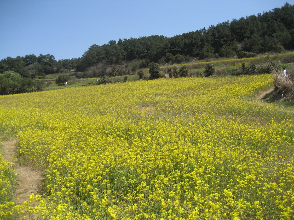 캐논 익서스 65 상품이미지7