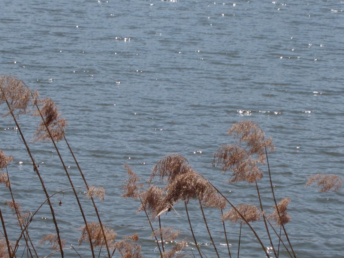 캐논 익서스 310hs 핑크색상/작례O 상품이미지9