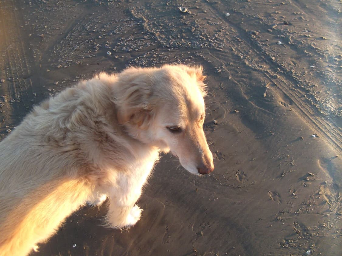 [소프트포커스!] 후지필름 Finepix JX660 매트블랙 디지털카메라 상품이미지10