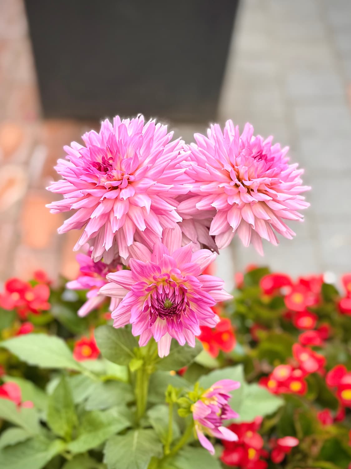 Leica d-lux2 상품이미지7