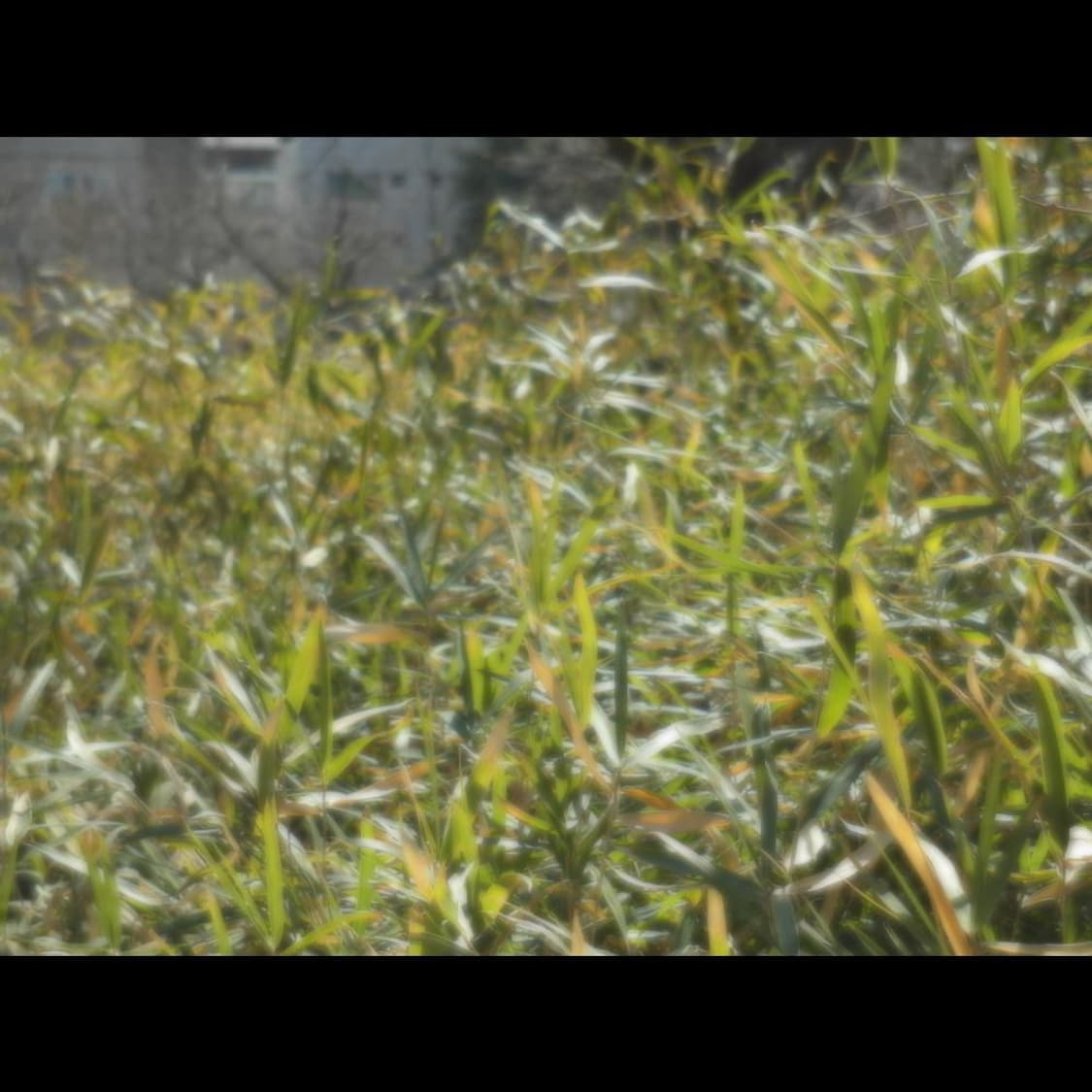 작례⭕️ 삼성 EX2F F1.4 뽀용 🌸 WIFI 📶 셀카모드 👩 상품이미지6