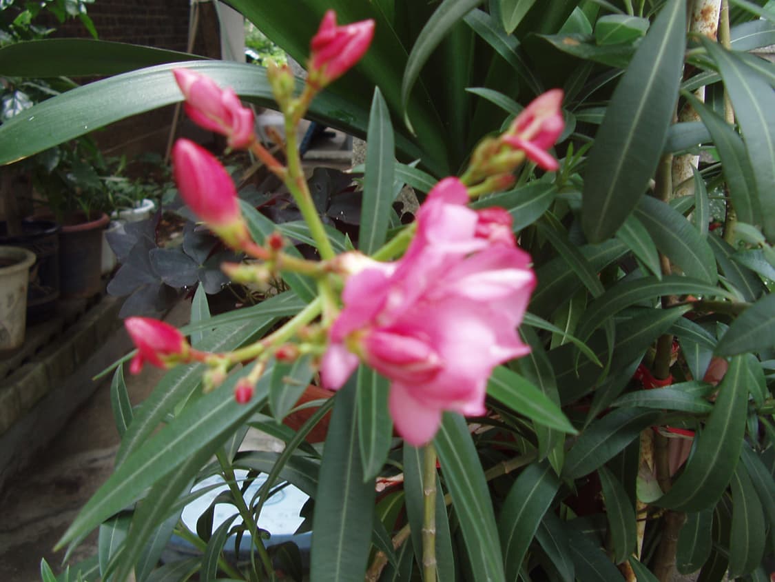 올림푸스 az-1 디카 (빈티지 카메라) 상품이미지9