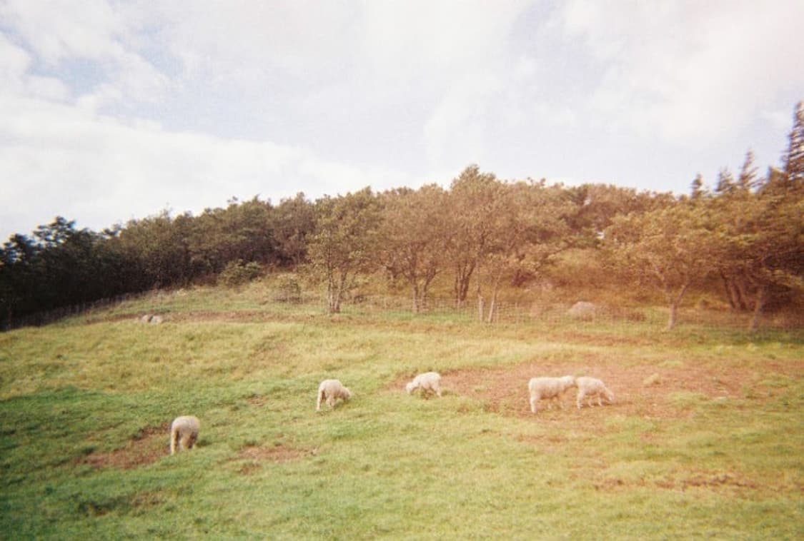 코닥 필름카메라 m35 상품이미지5