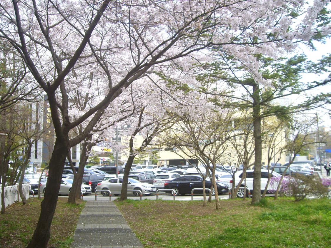 (작례🌸)Pentax Optio S7 디카 상품이미지2