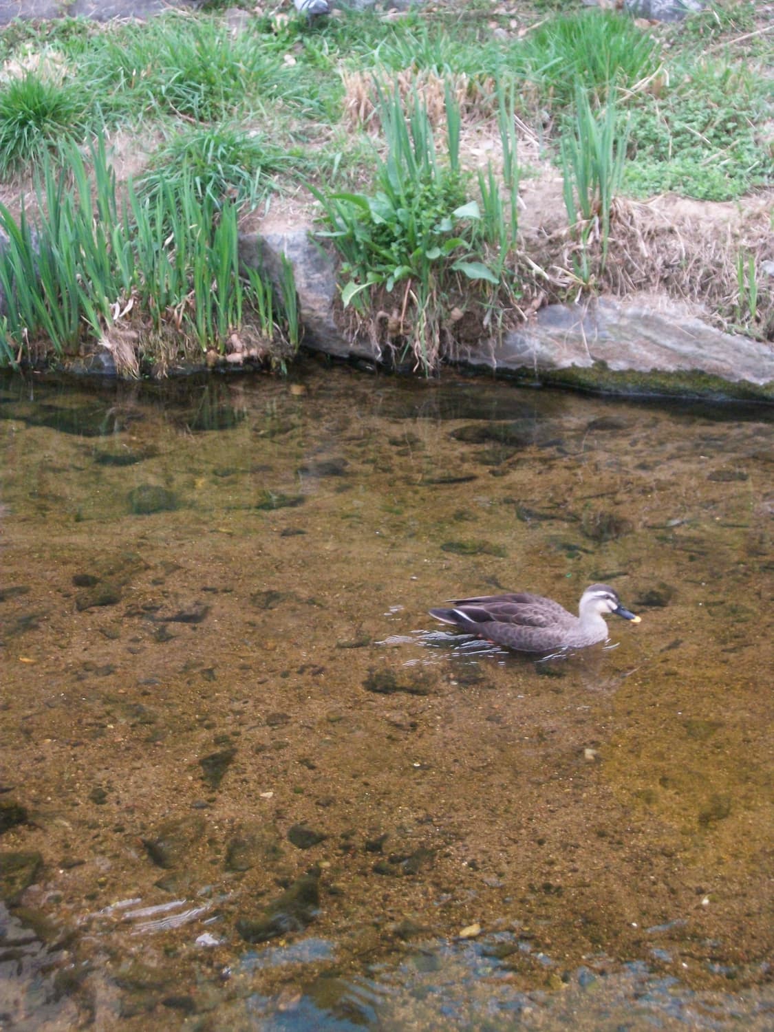 (작례)PENTAX Optio E85 펜탁스 옵티오 E85 상품이미지2