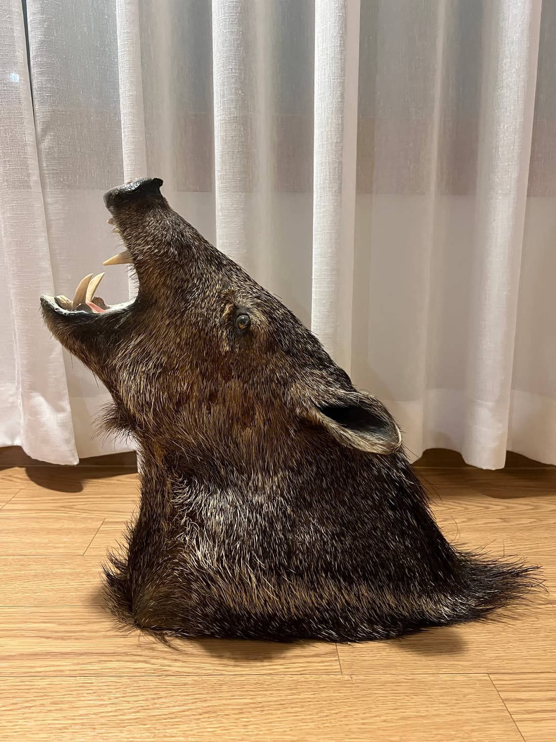 Javelina 숄더마운트 박제 헌팅트로피2 상품이미지3