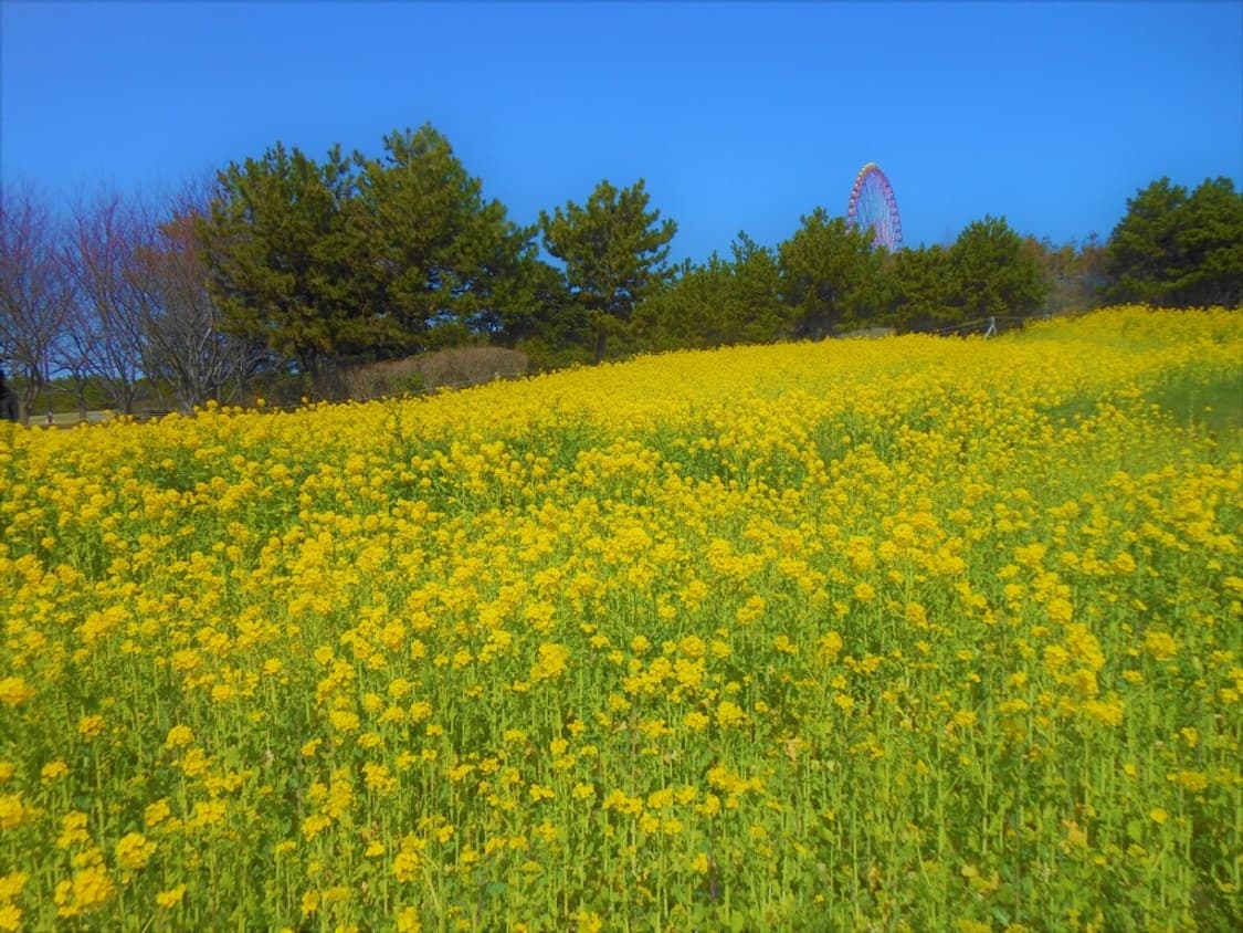 (색감/감성) 니콘 쿨픽스 S6200 디카 디지털카메라 상품이미지9