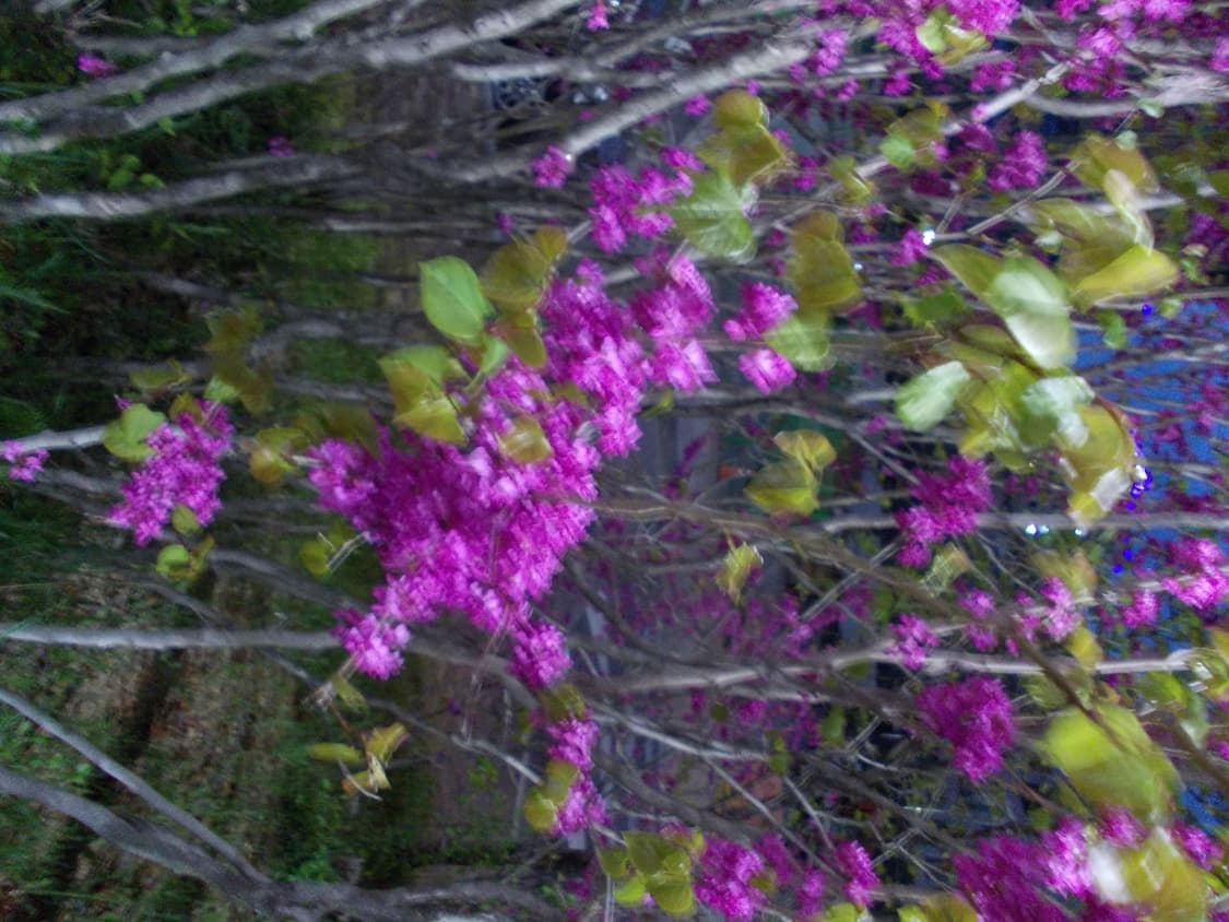 📸 니콘 쿨픽스 L23 레드(sd카드포함 즉시사용) 상품이미지7