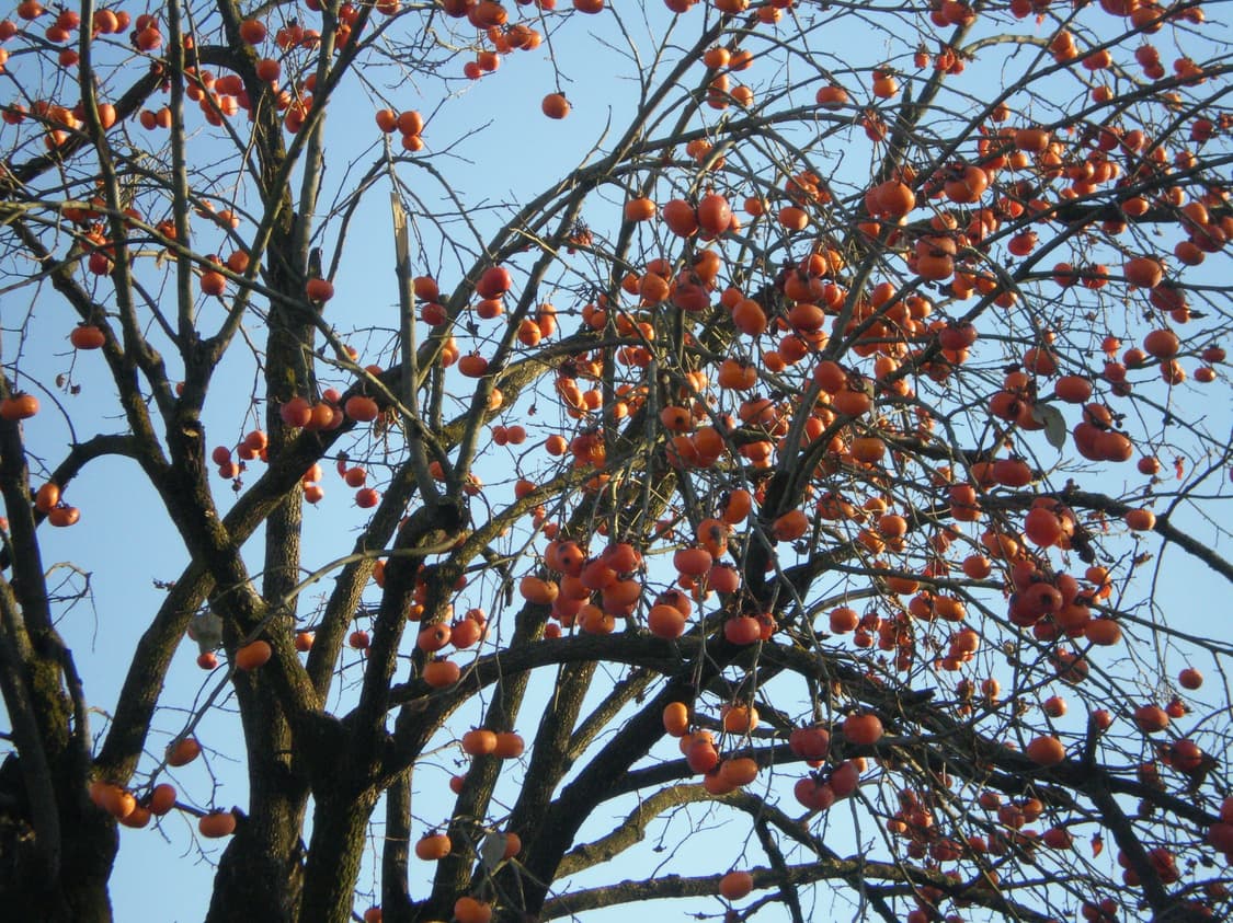 빈티지 디카 삼성 케녹스 s600 상품이미지9