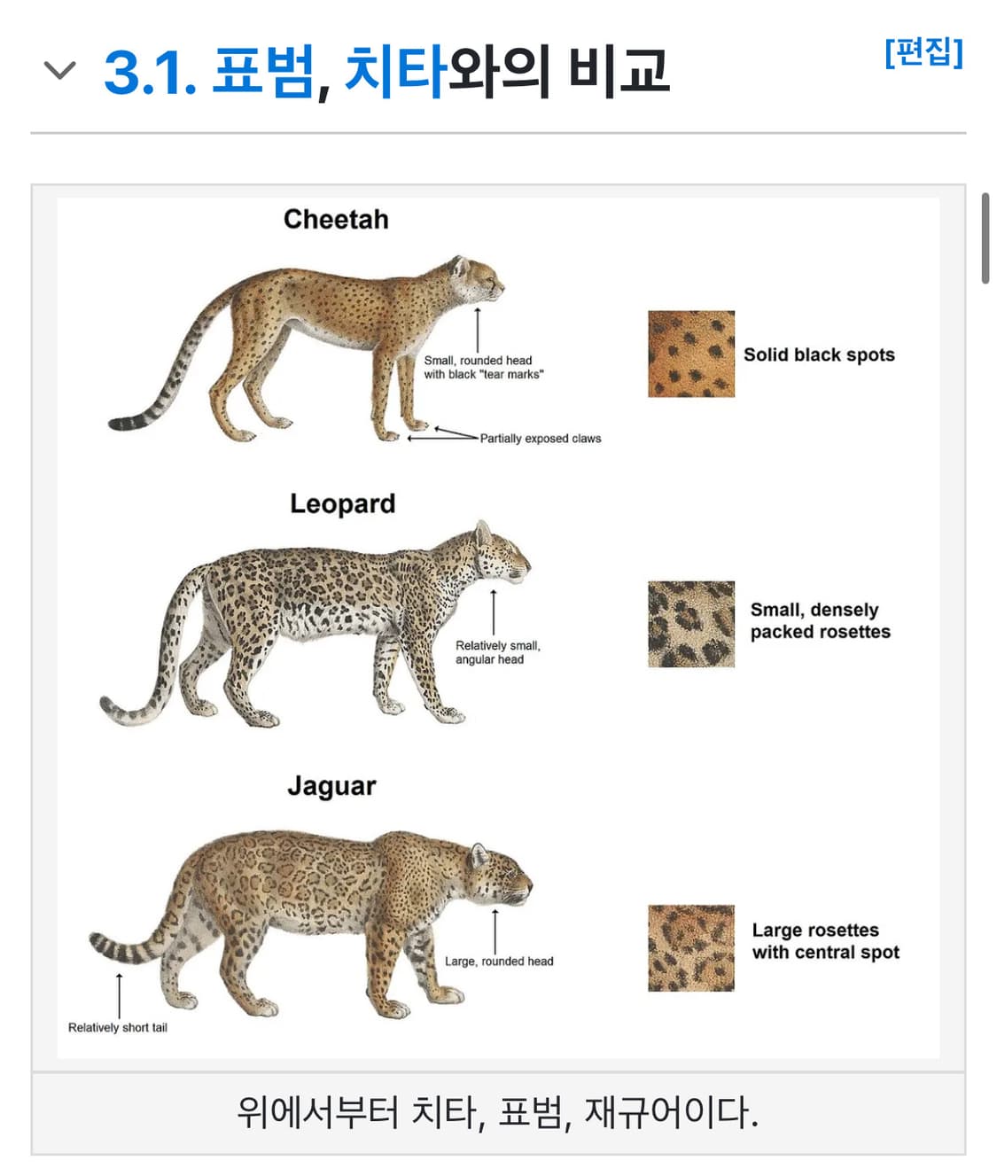 TTF✳️리얼 재규어 발톱 실버 핸드메이드 목걸이 상품이미지9