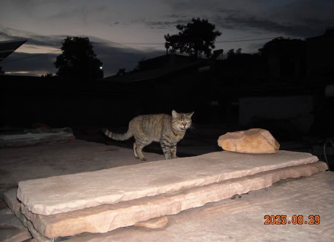 NIKON COOLPIX L16 니콘 쿨픽스 빈티지 디지털카메라 디카 상품이미지2