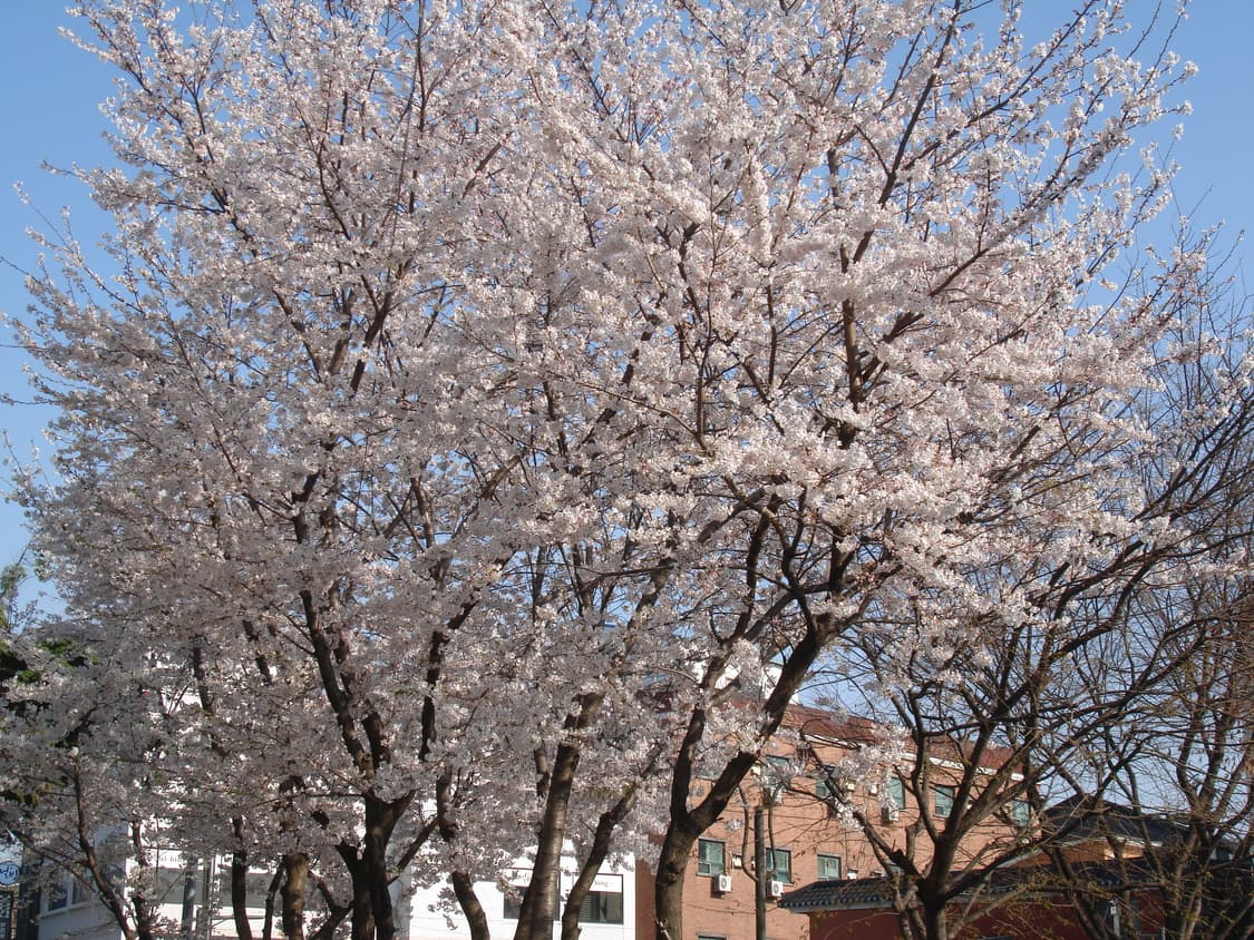 희귀&하이엔드!) Sony Cyber-shot WX100 디카 카메라 상품이미지4