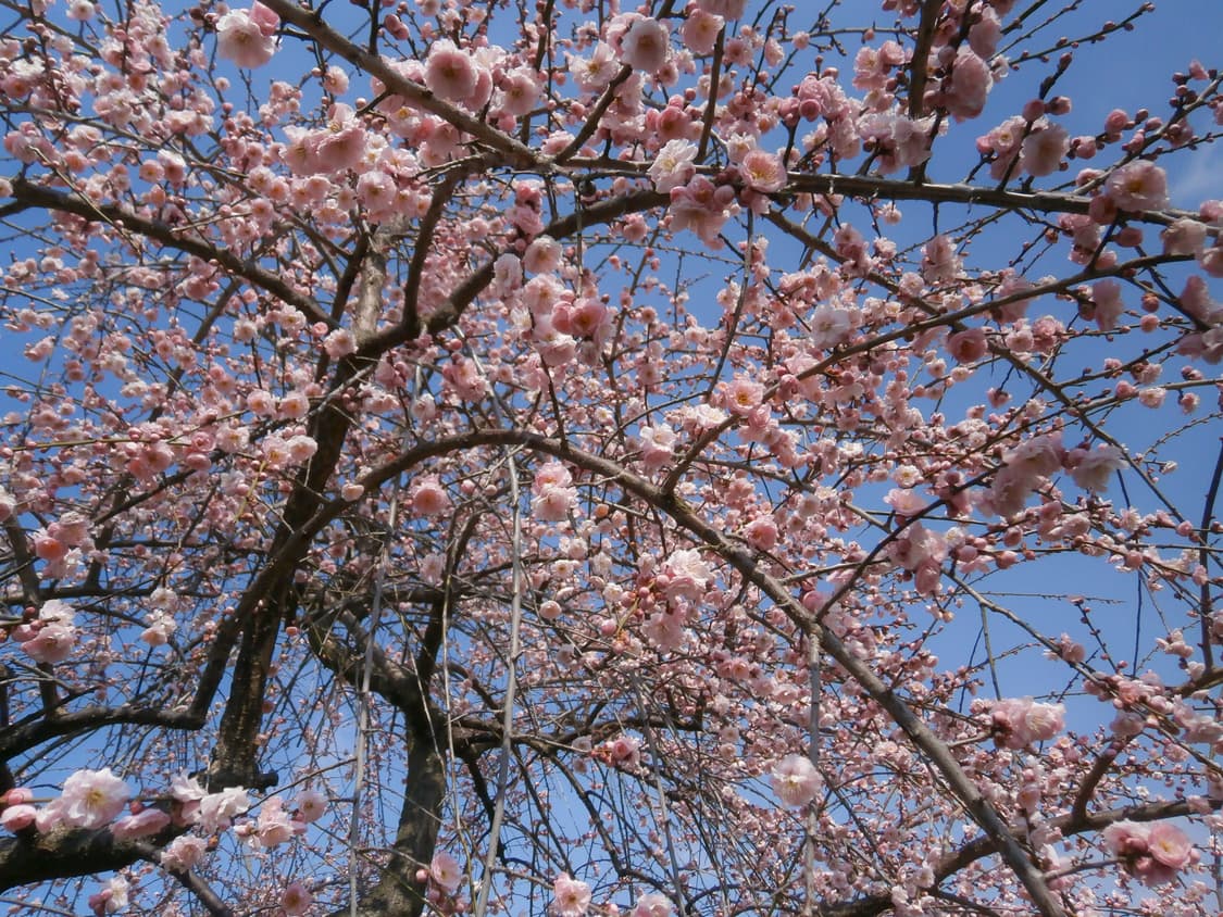 올림푸스 VH-210 오렌지 상품이미지6