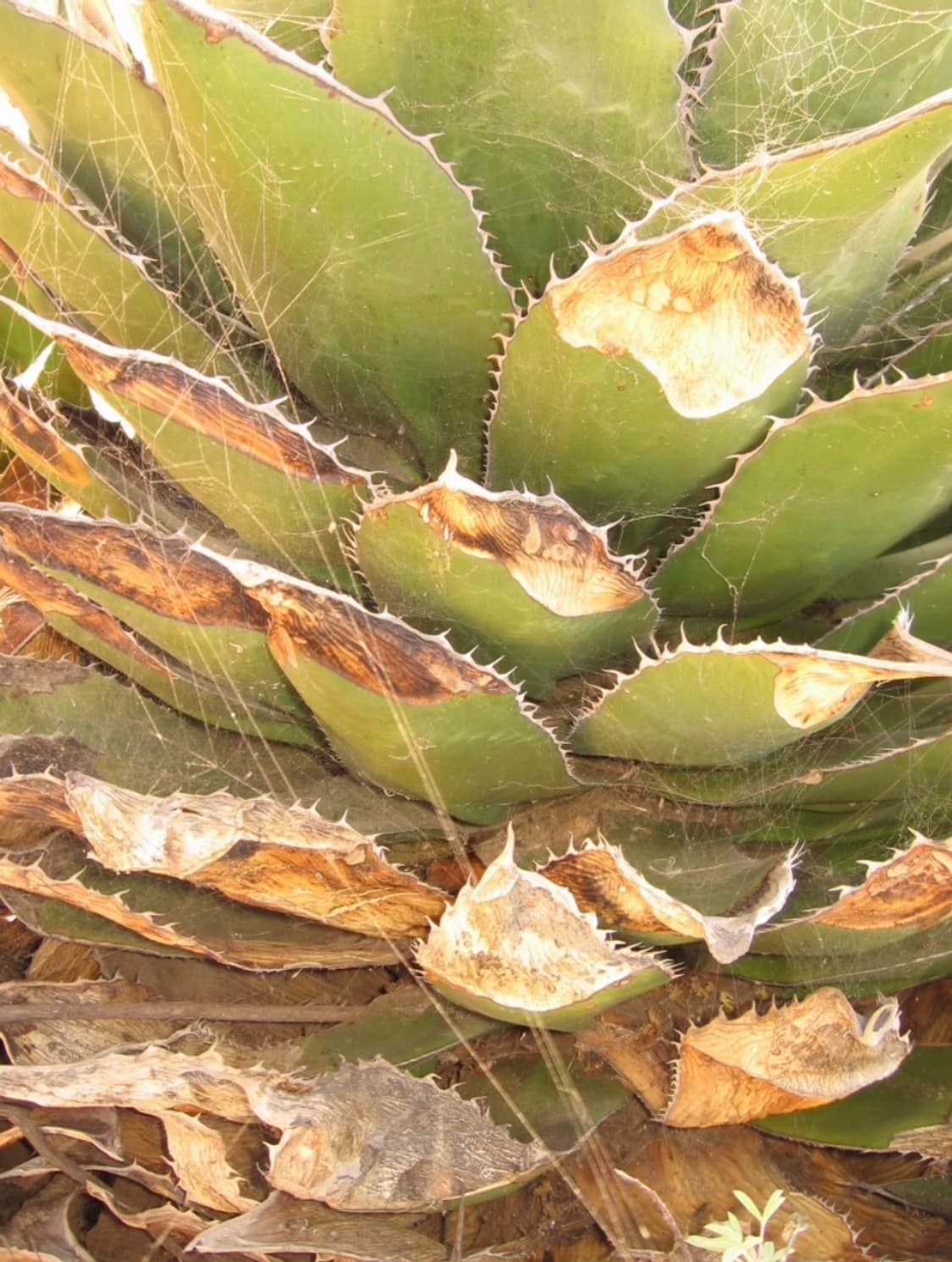 캐논 파워샷 a480 디지털카메라 상품이미지10