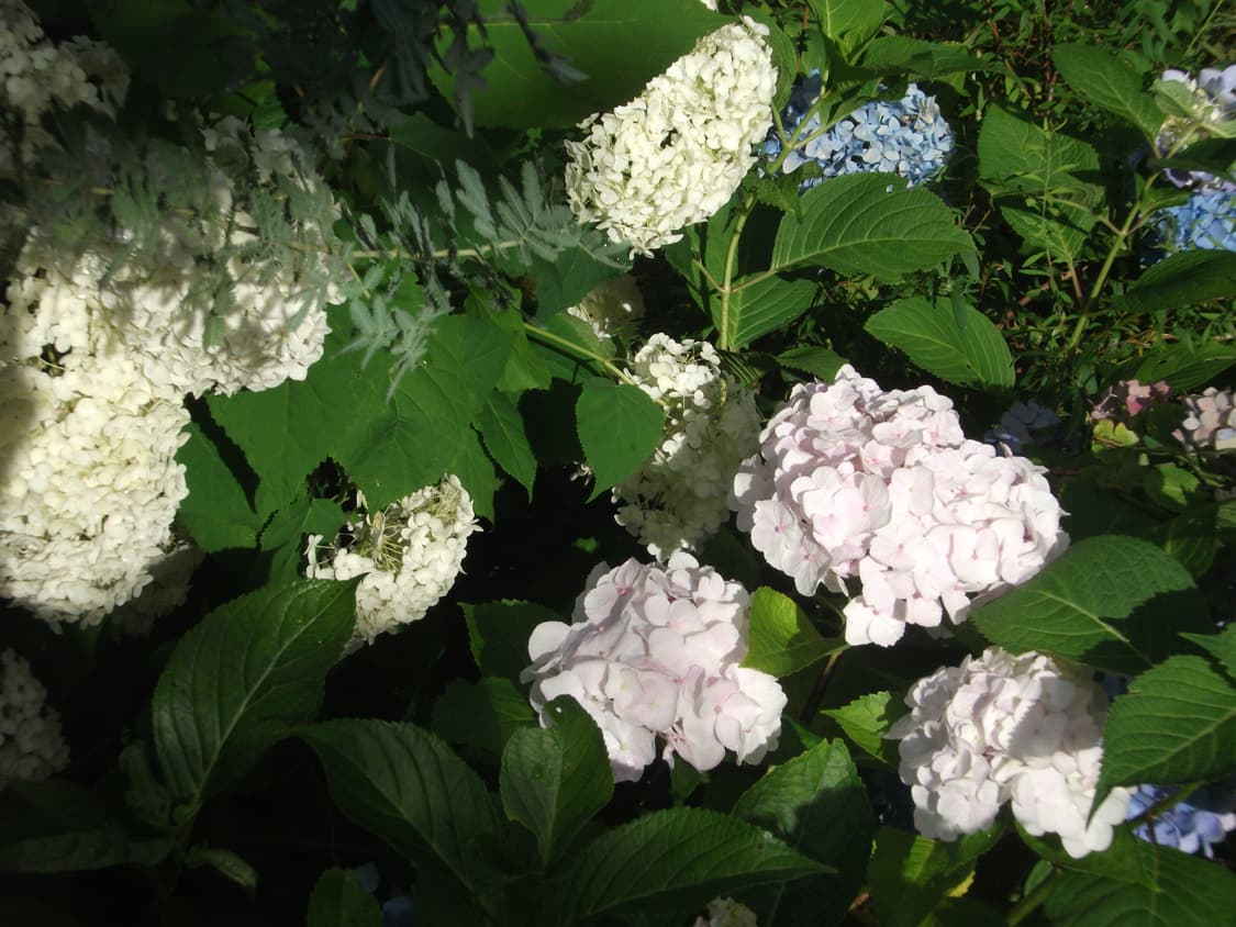 후지필름 파인픽스 j30 빈티지 카메라(작례O) 상품이미지7