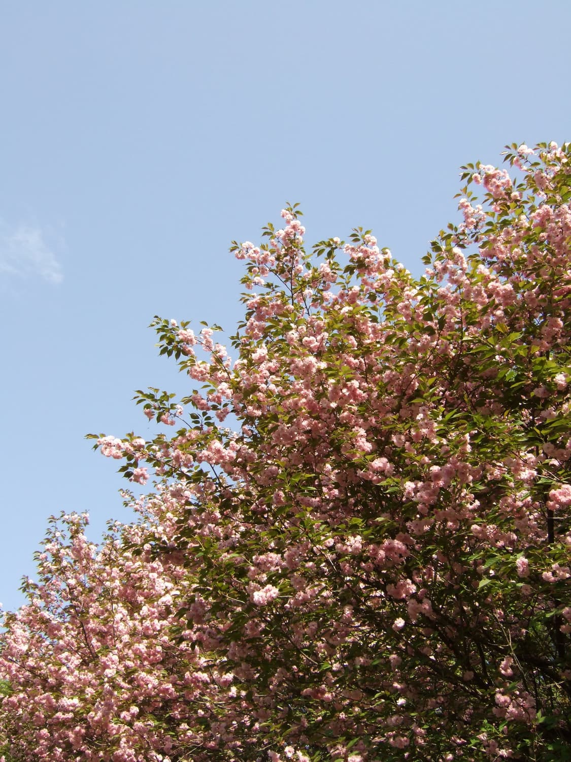 [미품 풀박스] 후지필름 파인픽스 F30 상품이미지7