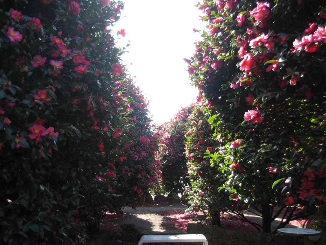 캐논 익서스750(canan ixus750) 상품이미지7