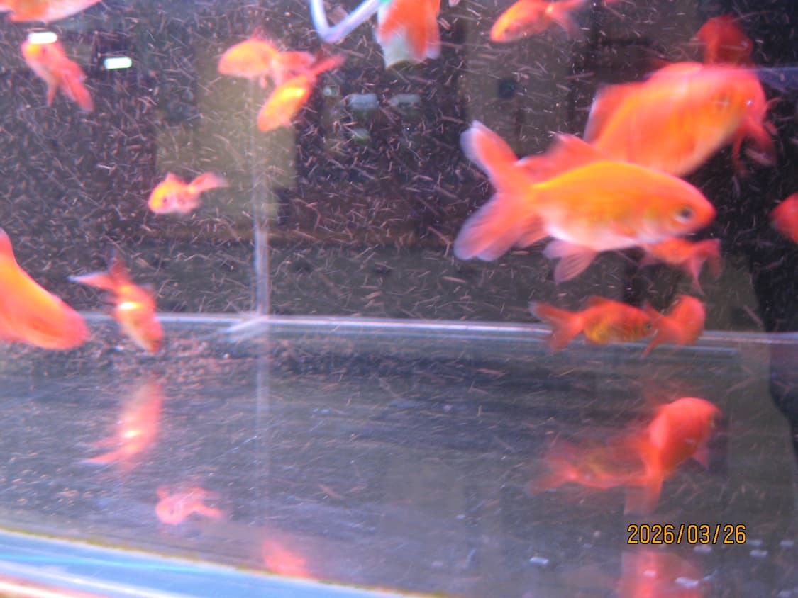 캐논 익서스 75 상품이미지2