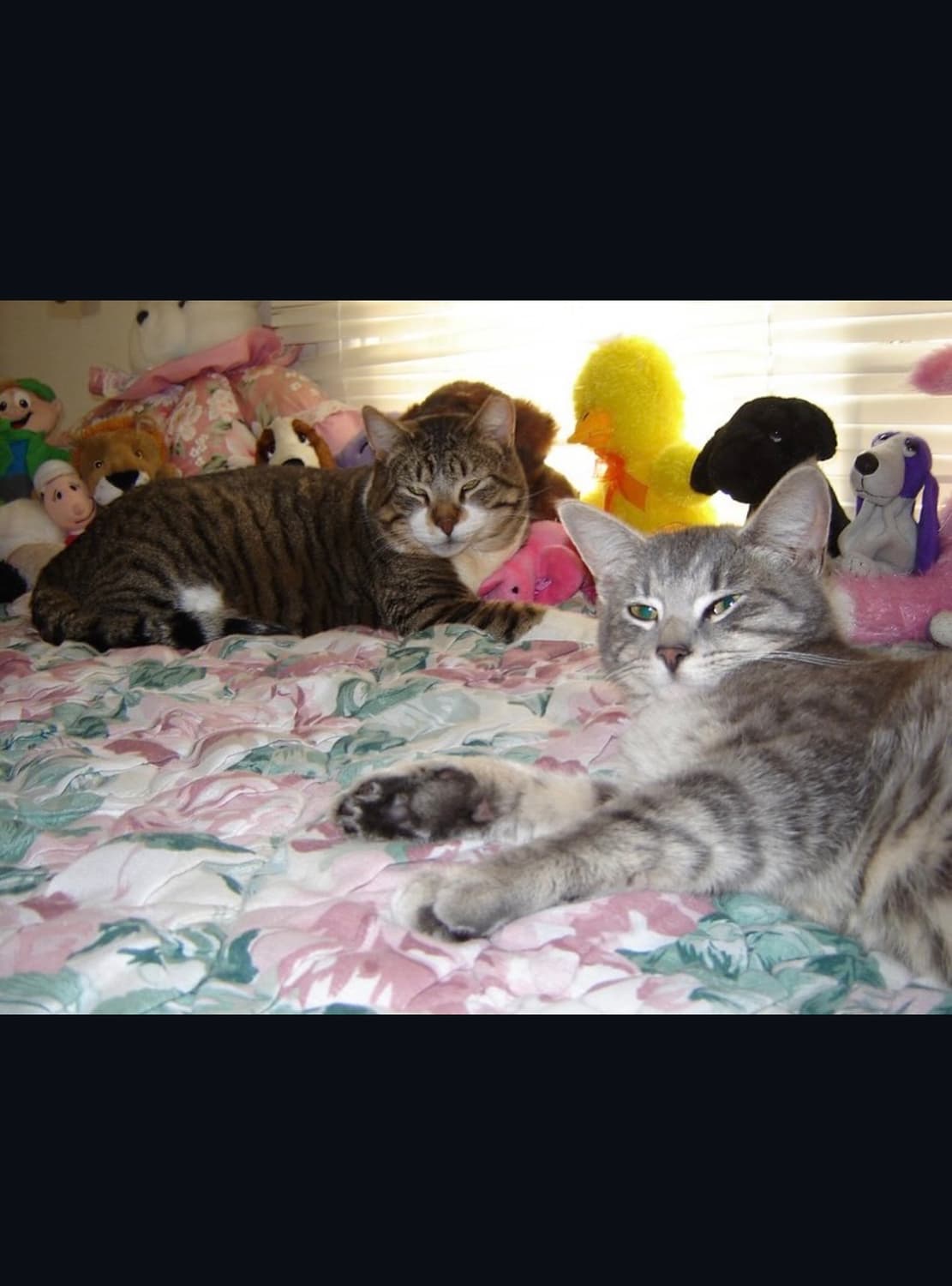 펜탁스 옵티오 a10 디지털카메라 상품이미지9