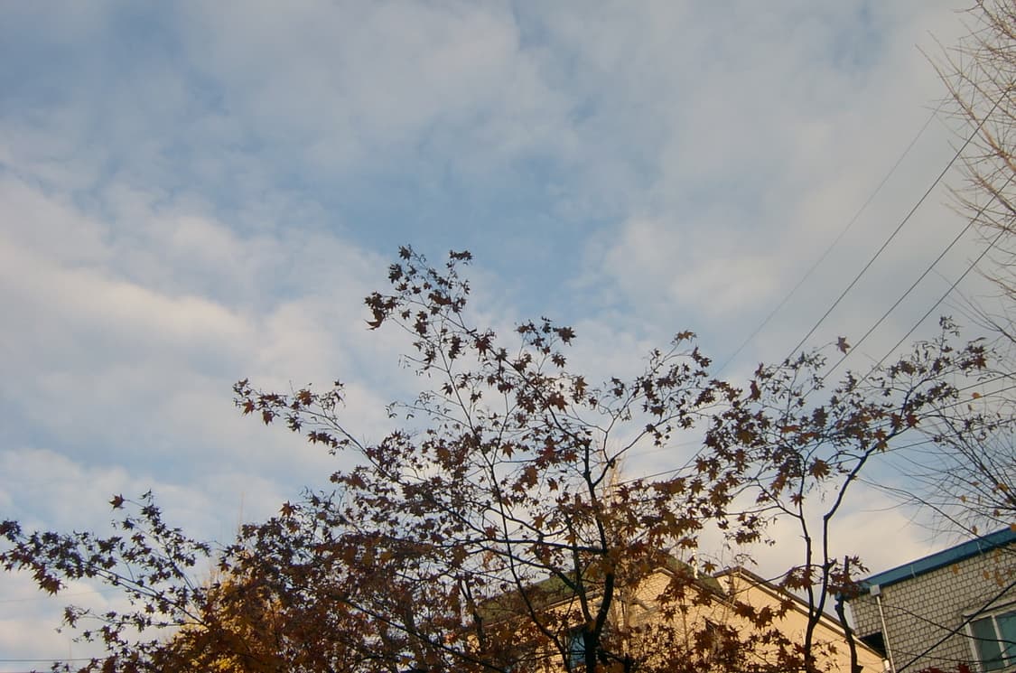 삼성케녹스v5디카 상품이미지6