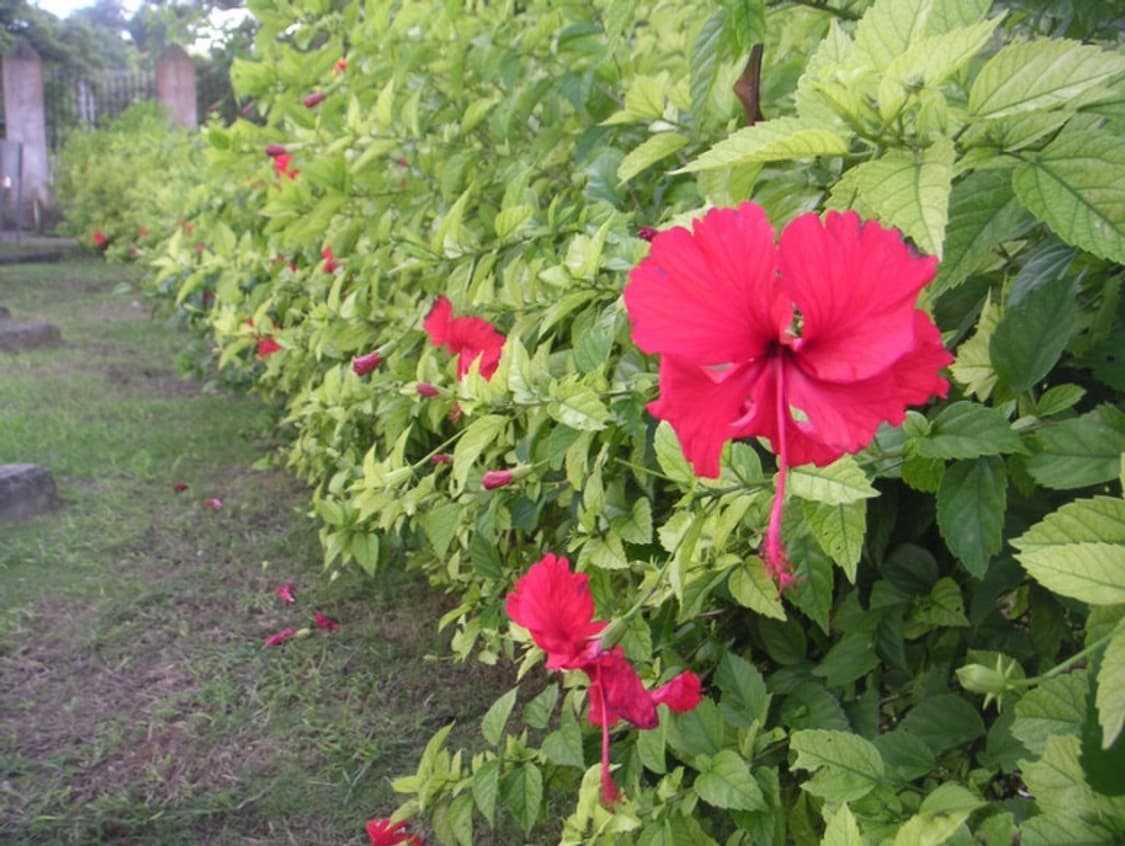 미놀타 dimage 디미지Xt 디카 (빈티지 카메라) 상품이미지10