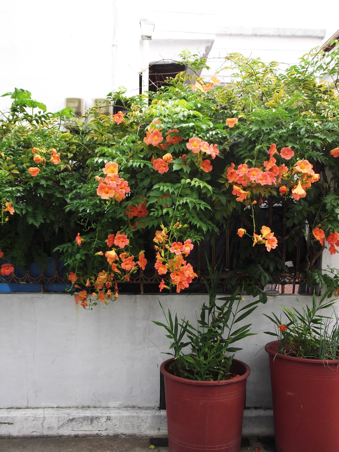 후지 파인픽스 l55 필름색감 상품이미지4