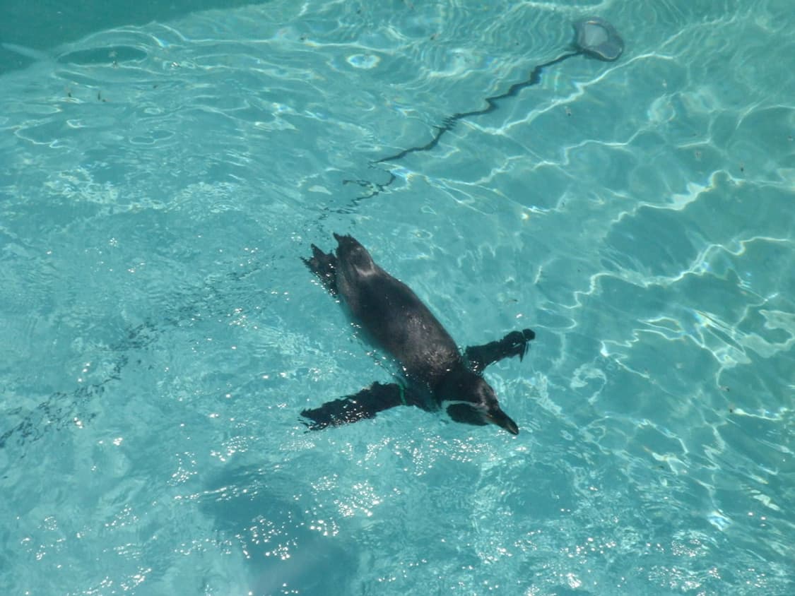 (아일릿/최예나pick✨) 후지필름 파인픽스 Z5fd 디카 디지털카메라 상품이미지10