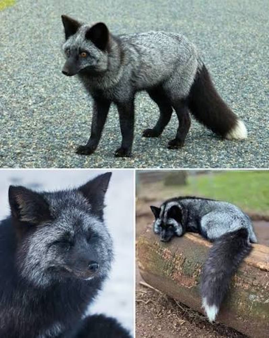 사가폭스 로얄등급 실버폭스 베스트 조끼 상품이미지5